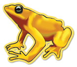 Yellow Frog